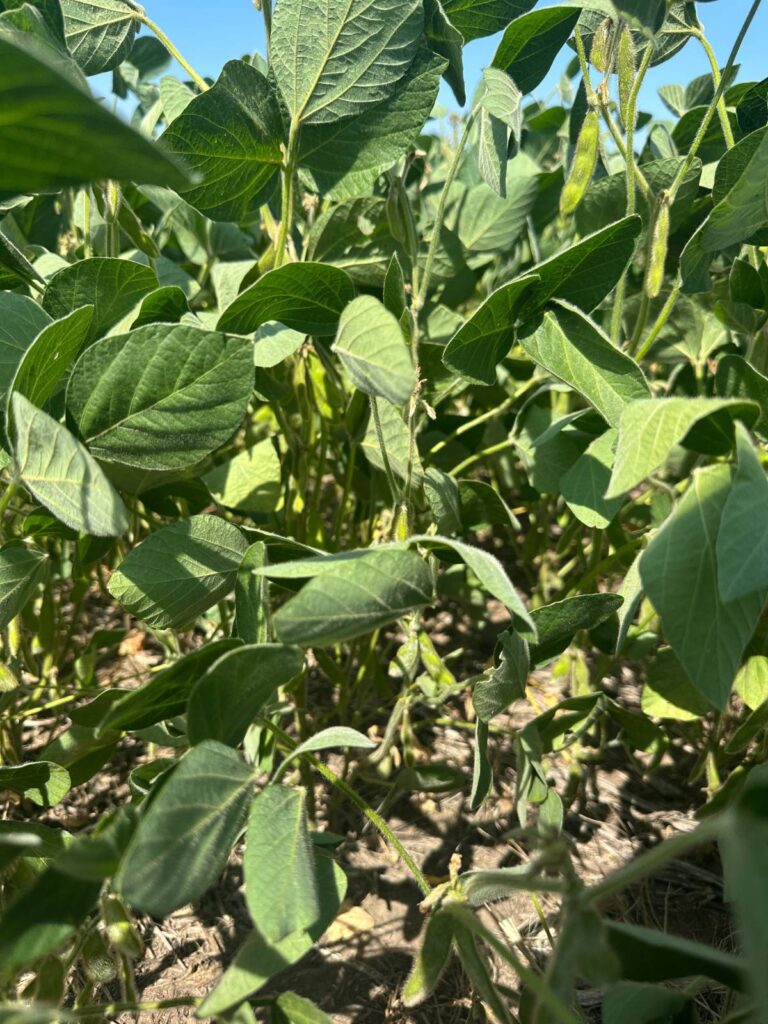 00 ND Hwy 83 Hazelton, North Dakota — Hazelton, Emmons County, ND — land — home for sale